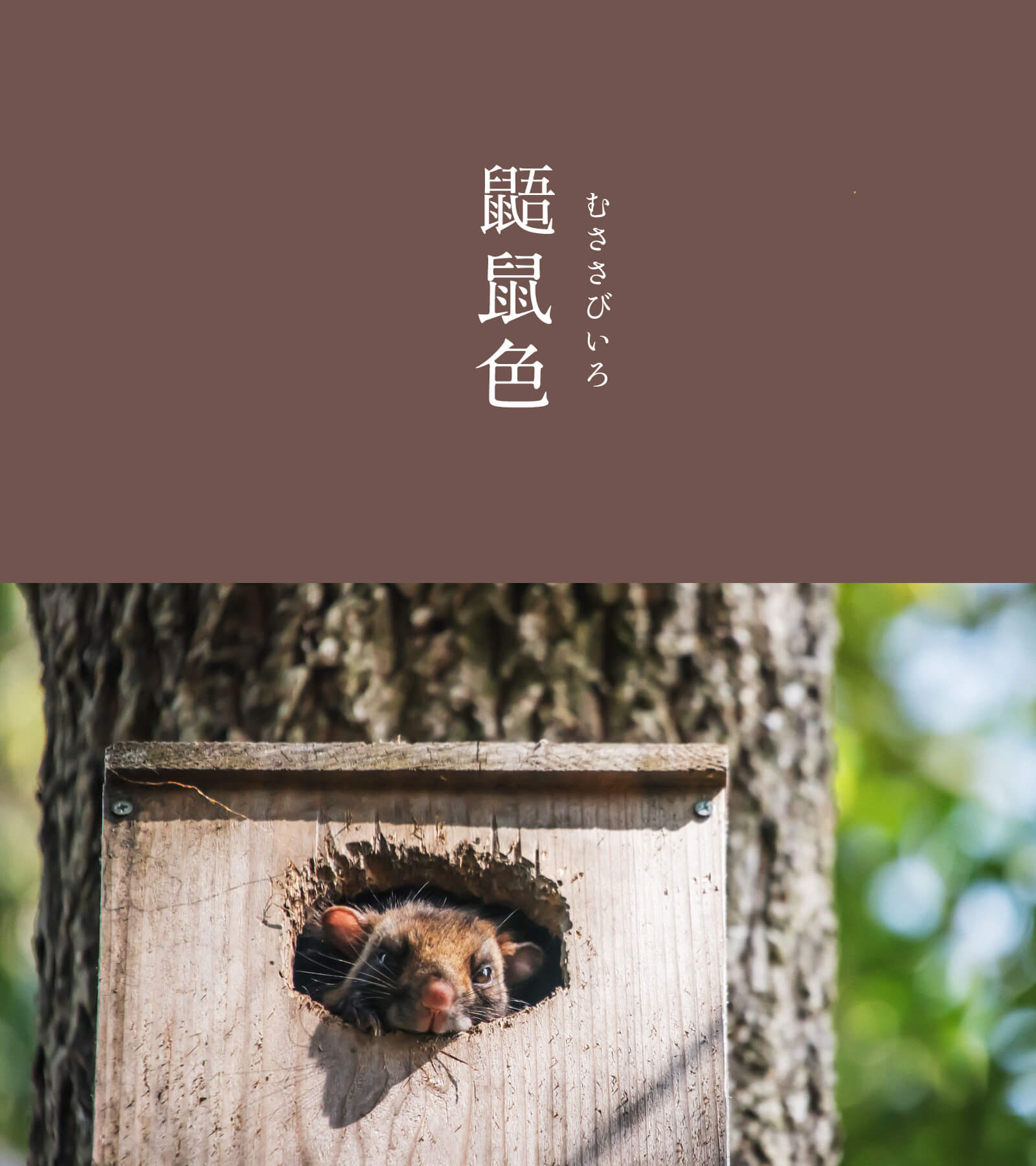鼯鼠色