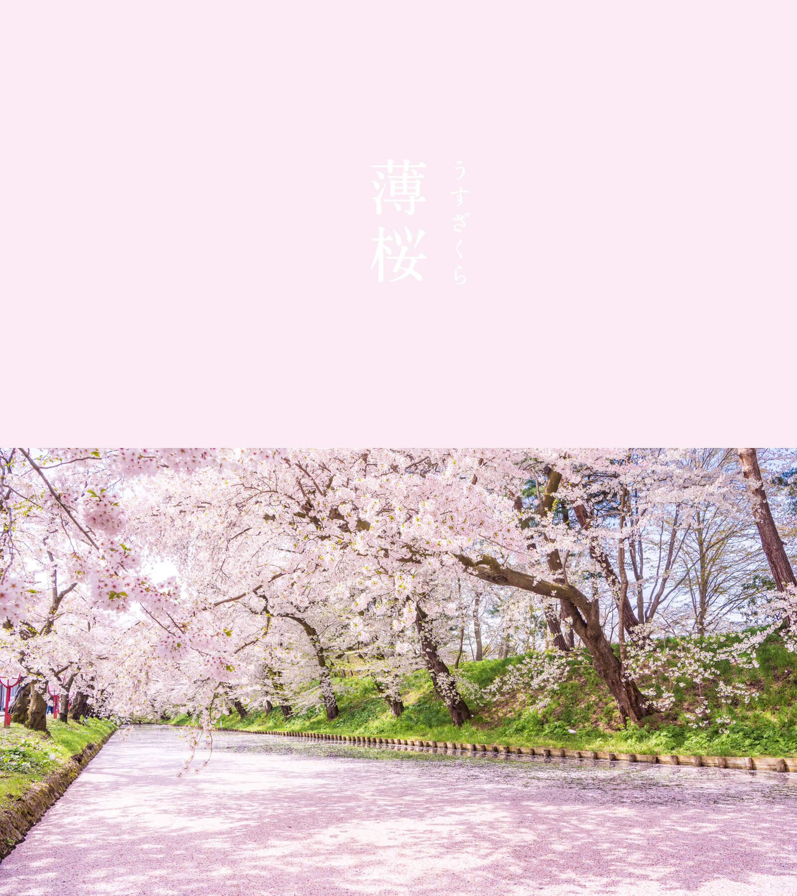 薄桜