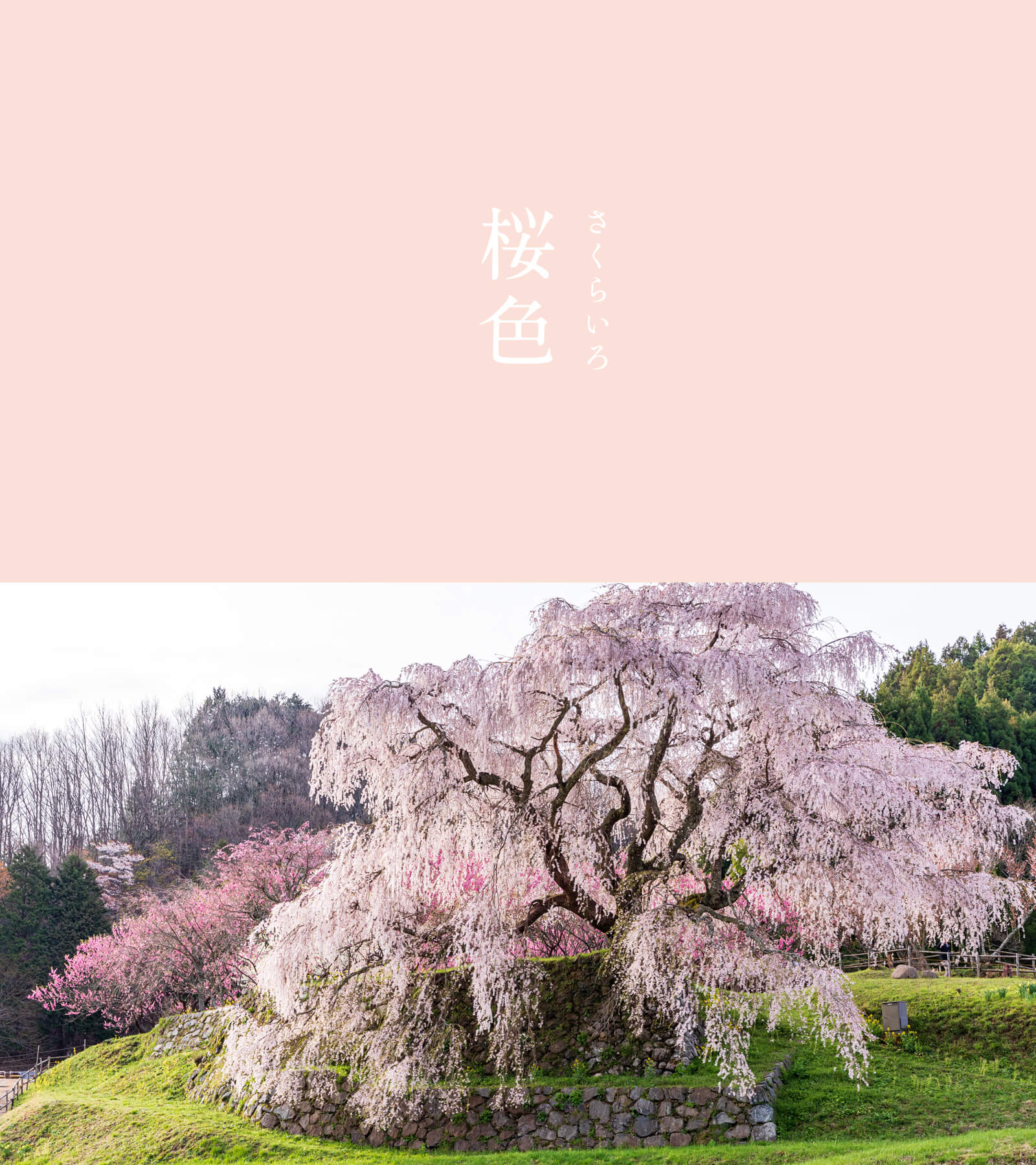 桜色