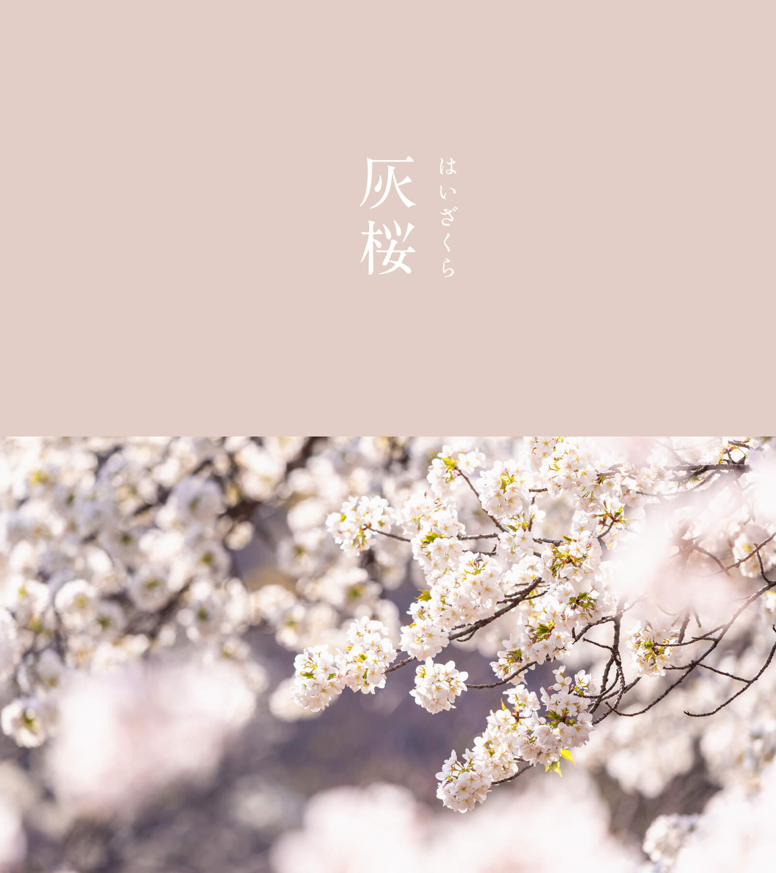 灰桜